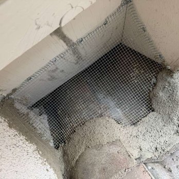 Amores Rodent Services - Pest Control Near Me