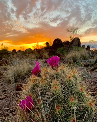 Big Bend Ranch State Park by null