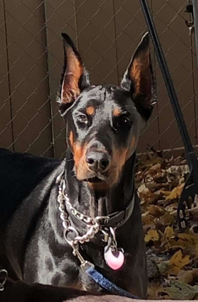 KIMBERTAL KENNELS Updated October 2024 16 Reviews 151 Ford Rd