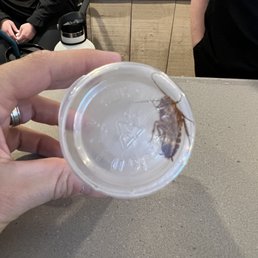 Cockroach trapped Cockroach trapped