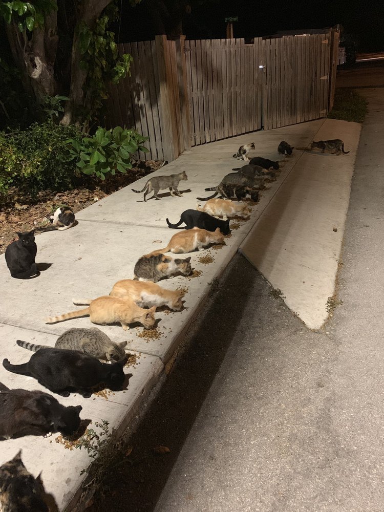 American Dog Outfitters