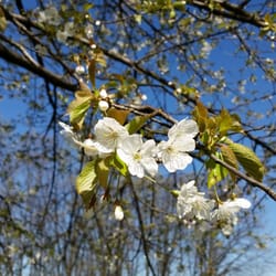 Parco di Trenno