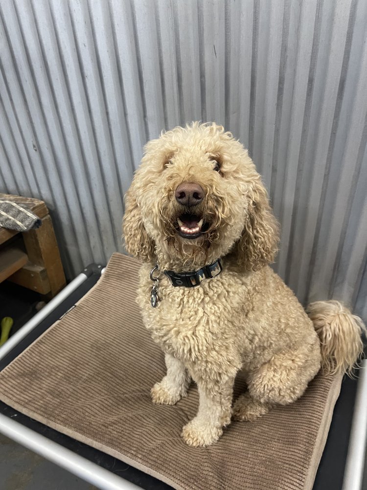 DOGGIE DOG WORLD Updated August 2024 17 Photos 6130 Burlwood St, Anchorage, Alaska Pet