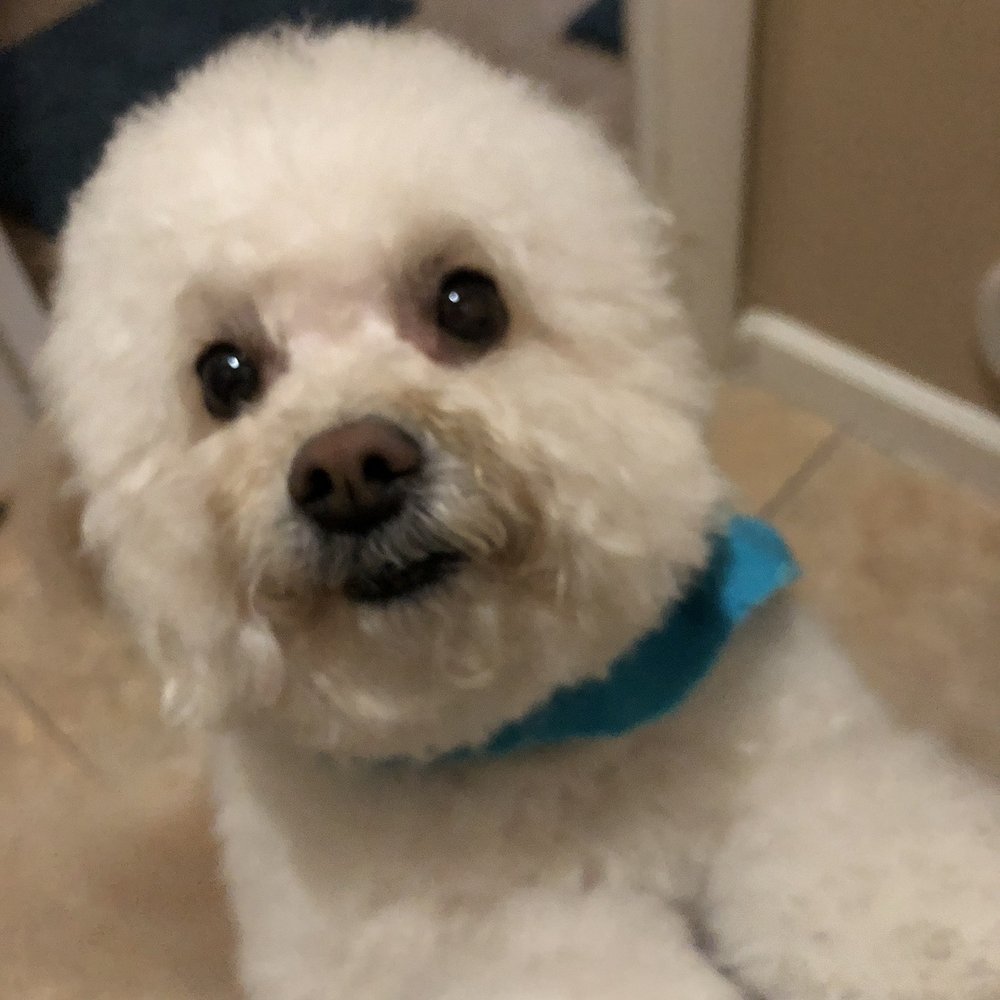 Puff & Fluff Grooming - Greenway - Chunky and fluffy- - perfect thank you - Pet Groomers Near Me - Phoenix, Arizona Puff & Fluff Grooming - Greenway - Chunky and fluffy- - perfect thank you - Pet Groomers Near Me - Phoenix, Arizona