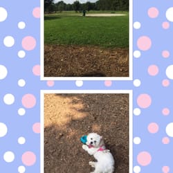 Chattapoochee Dog Park - Zoe is tired now...Fun day at the dog park.