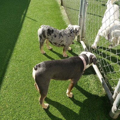 every dog has its daycare