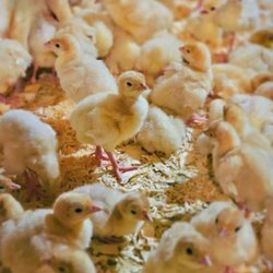 L&J Turkey Farms