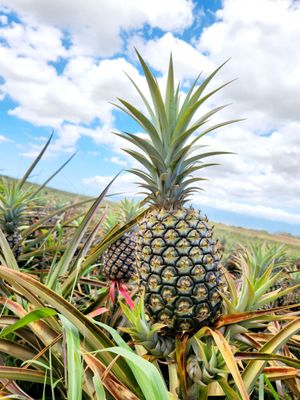 Maui Pineapple Tour by null