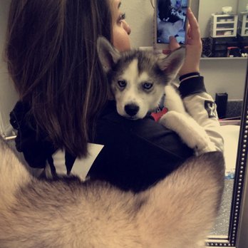 The Factory - Coloring\"highlights" by Heather C. feat. a cute husky. - Hair Salons Near Me - San Diego, California The Factory - Coloring\"highlights" by Heather C. feat. a cute husky. - Hair Salons Near Me - San Diego, California