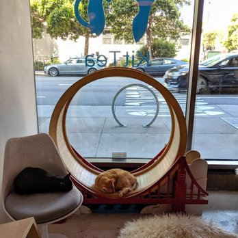 KitTea - Pet Adoption Near Me - San Francisco, California