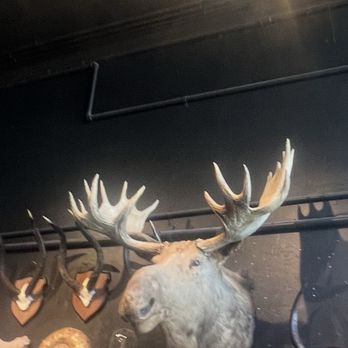 Paxton Gate - I wonder if this is the same Moosehead from the Canadian beer Moosehead - Home Decor Near Me - San Francisco, California Paxton Gate - I wonder if this is the same Moosehead from the Canadian beer Moosehead - Home Decor Near Me - San Francisco, California