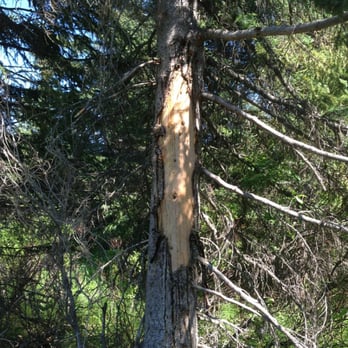 Alaska Wilderness 4-Wheeler Tours - Dan stopped to tell us what this was about.. Apparently a bear marking his territory. - Tours Near Me