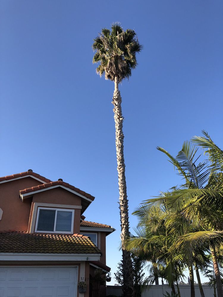 JOEL’S TREE SERVICE 78 Photos &amp; 97 Reviews Tree