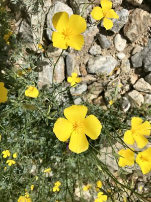 Borrego Palm Canyon Nature Trail by null