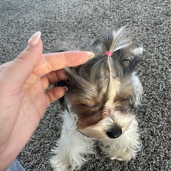 Super iDog Grooming - Pet Groomers Near Me - Ontario, California