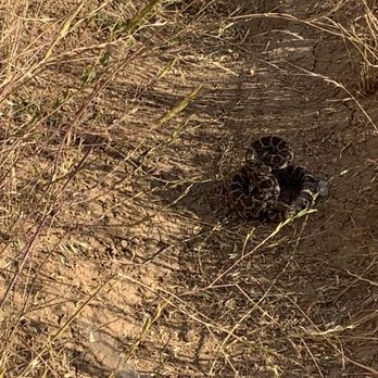 Ocean Trails - Blood thirsty rattlesnake. - Hiking Near Me - Rancho Palos Verdes, California