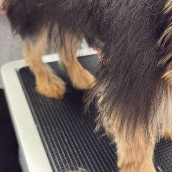 Woofz N Wagz - Pet Groomers Near Me - Harrison, New York Woofz N Wagz - Pet Groomers Near Me - Harrison, New York