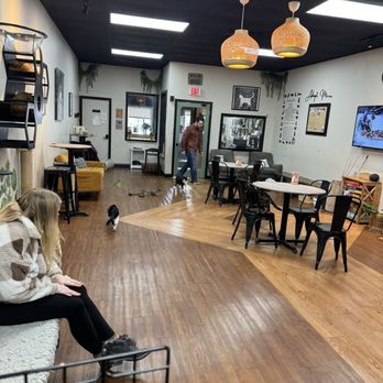 Cat Zen Cafe and Lounge - Pet Adoption Near Me - Saint Charles, Missouri