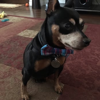 Biscuits Pet Boutique - Deebo sporting his new bow tie. Thanks Biscuits for the cool selection. - Pet Stores Near Me - San Jose, California
