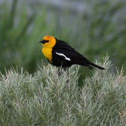 Oquirrh Lake Park - Yellow headed blackbird