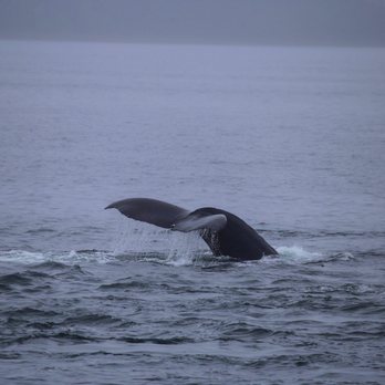 Allen Marine Tours - Tours Near Me