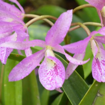 Lincoln Park Conservatory - Parks Near Me - Chicago, Illinois