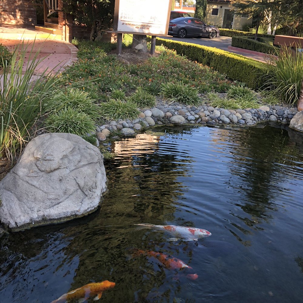 Paso Robles Inn - More koi - Hotels Near Me - Paso Robles, California Paso Robles Inn - More koi - Hotels Near Me - Paso Robles, California