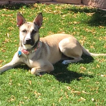 The DOuGTrainer - Pet Training Near Me - HENDERSON, Nevada