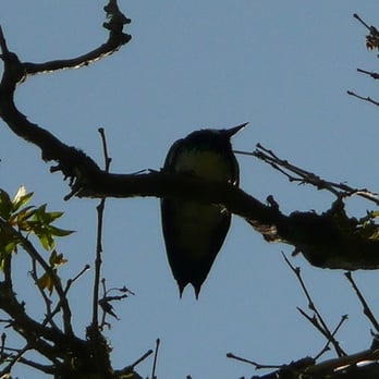 Sunol Regional Wilderness Area - bird - Parks Near Me - Sunol, California Sunol Regional Wilderness Area - bird - Parks Near Me - Sunol, California