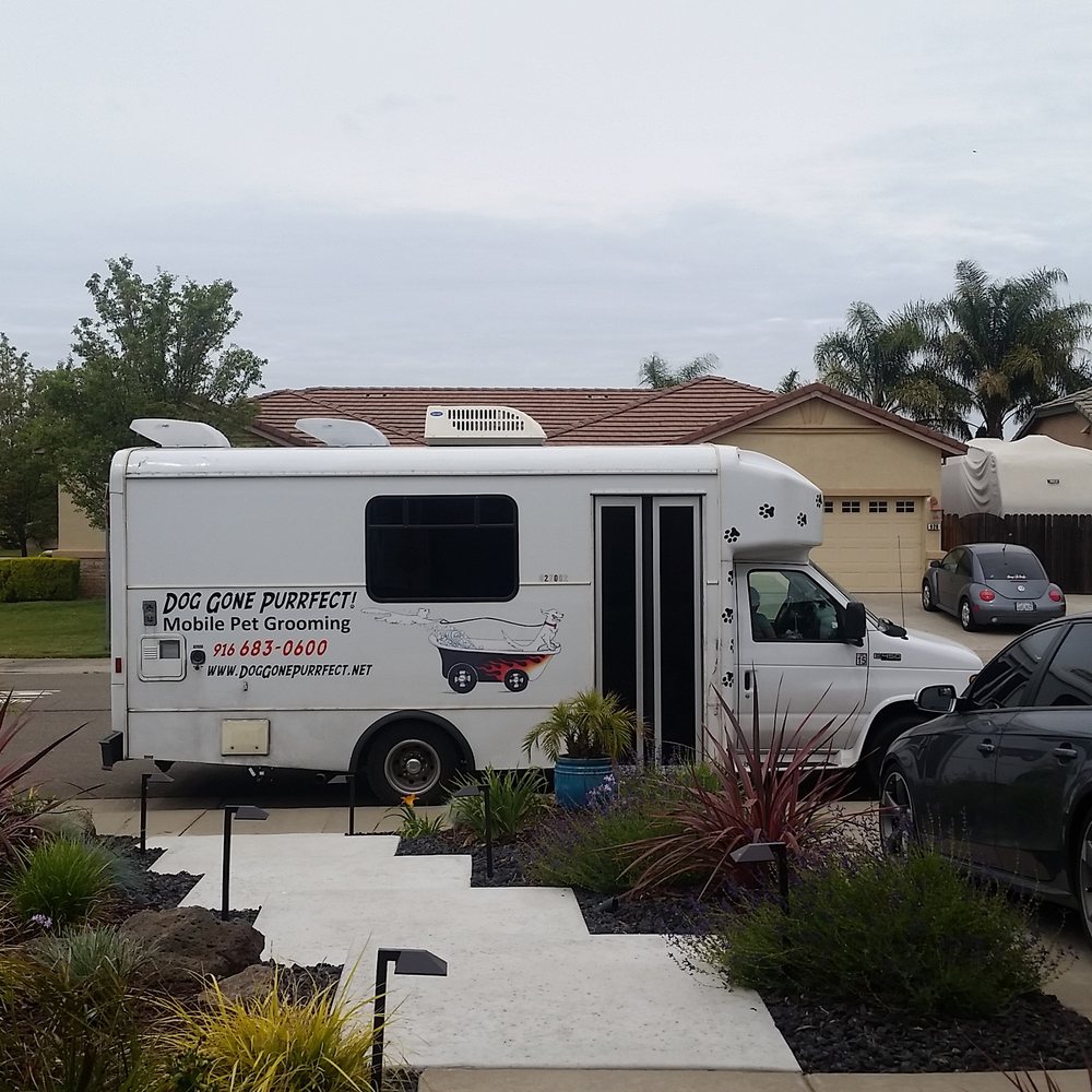 dog gone purrfect mobile grooming