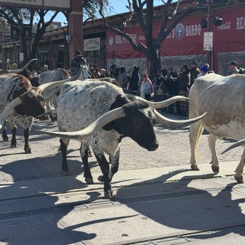 Fort Worth Stock Yards Cattle Drive - Cattle Drive - Community Service/Non-Profit Near Me - Fort Worth, Texas Fort Worth Stock Yards Cattle Drive - Cattle Drive - Community Service/Non-Profit Near Me - Fort Worth, Texas