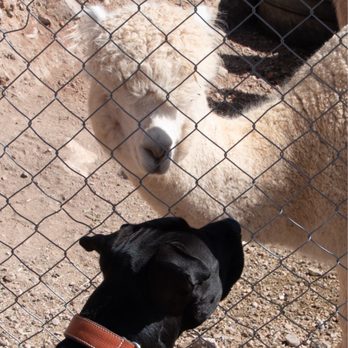 Tombstone - The alpaca at the mine loved our dog, Clyde - Local Flavor Near Me