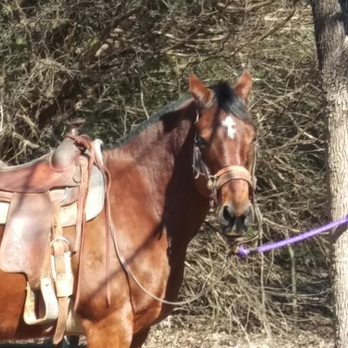 Cowboy Andy's Rocking A Ranch - Star one of the best horses I have ever rode - Horseback Riding Near Me Cowboy Andy's Rocking A Ranch - Star one of the best horses I have ever rode - Horseback Riding Near Me