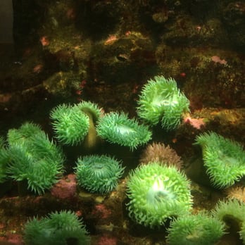 Seattle Aquarium - Aquariums Near Me - Seattle, Washington Seattle Aquarium - Aquariums Near Me - Seattle, Washington