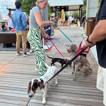 Carousel Club - Multi-breed Dog meet up! - Cocktail Bars Near Me - Hallandale Beach, Florida Carousel Club - Multi-breed Dog meet up! - Cocktail Bars Near Me - Hallandale Beach, Florida