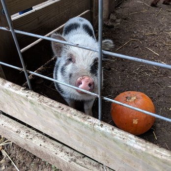 Demarest Farm - Cute pig - Farmers Market Near Me - Hillsdale, New Jersey