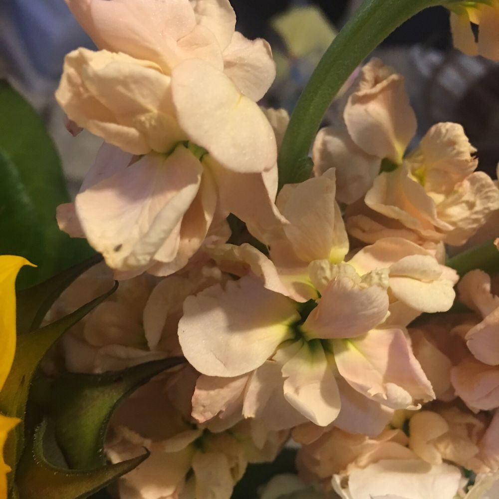 Magnolia Flowers - Beautiful Mother's Day bouquet. Get yours soon - Florists Near Me - Riverside, California