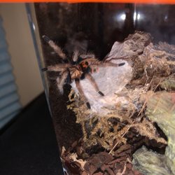 50 Fathoms Pet Shop - The GBB Tarantula I got from the pet shop