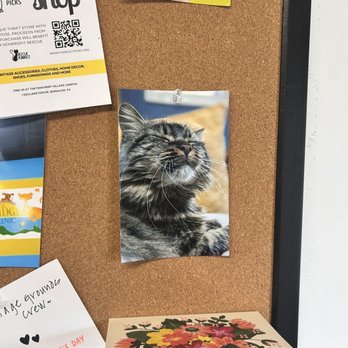 Village Grounds Cafe' - Cat picture (of many) on a bulletin board - Cafes Near Me - Bensalem, Pennsylvania