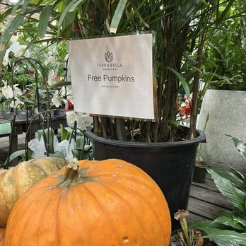 Terra Bella Nursery - Free pumpkins! - Nurseries & Gardening Near Me - San Diego, California Terra Bella Nursery - Free pumpkins! - Nurseries & Gardening Near Me - San Diego, California