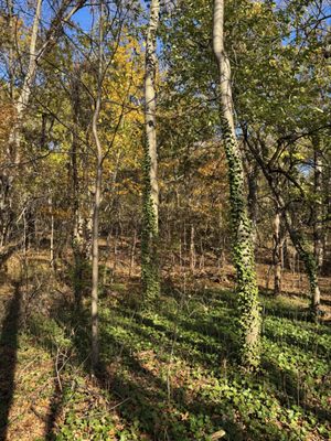 Inwood Hill Park by null