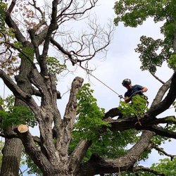 Sota Tree Service