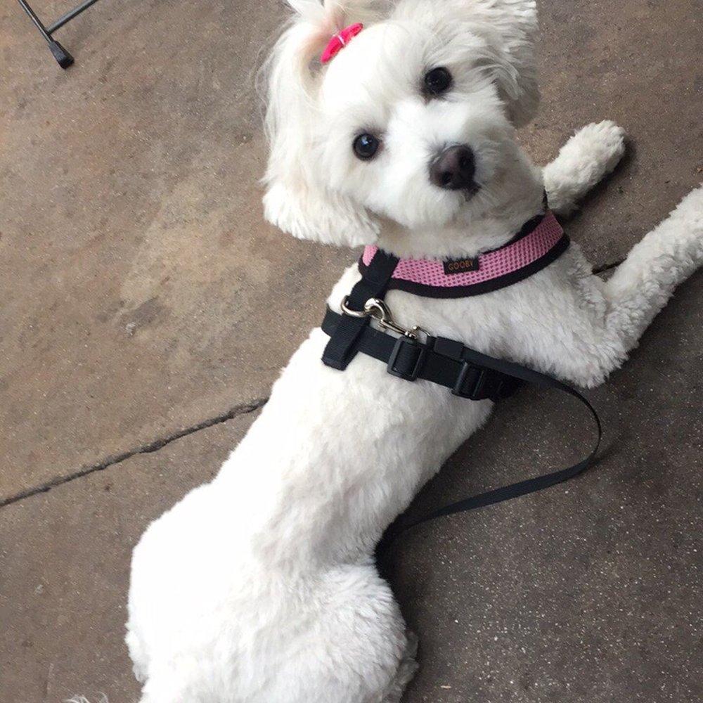 Pets R Us - Pet Sitting Near Me - Glendale, California Pets R Us - Pet Sitting Near Me - Glendale, California