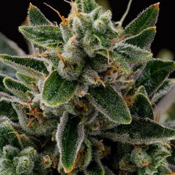 Lifted Microgrowery - The quality is insane!