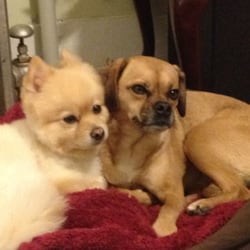 Pet Acupuncture Works - Two more of my favorite patients: Capo and Ruby!