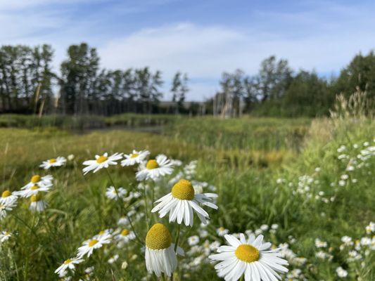 Tony Knowles Coastal Trail by null