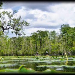 Carolina Waterman - A great view of the local water lilies frequently spotted along the Waccamaw.