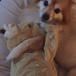 dog daycare manhattan