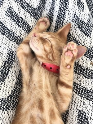 Lucky Dog Animal Rescue by null