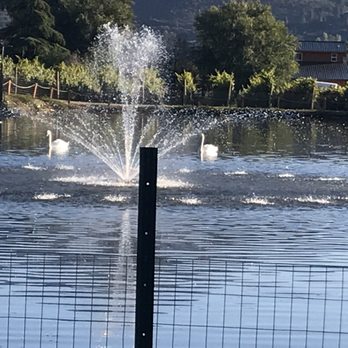 Paschal Winery - Beautiful white swans - Wineries Near Me - Talent, Oregon